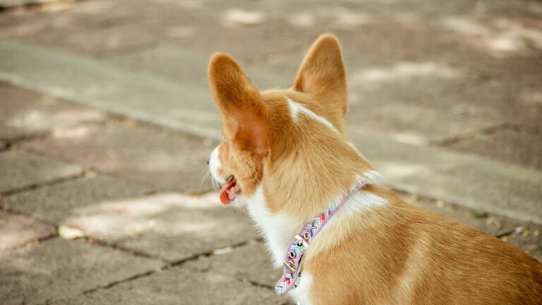 Condomínio pode proibir animais de estimação?