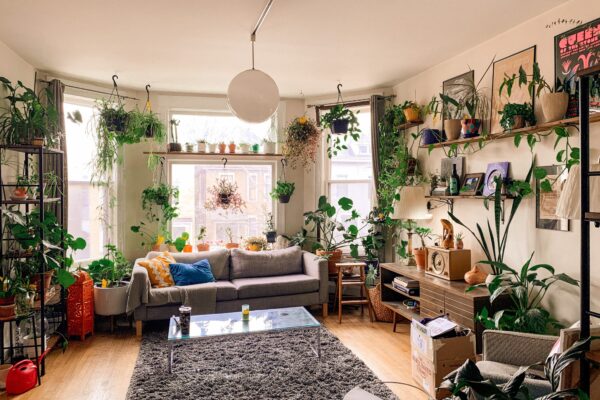 Quais plantas e flores ideias para o seu apartamento